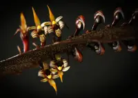 Bulbophyllum maximum syn Bulbophyllum oxypterum, Bulbophyllum purpuratum
