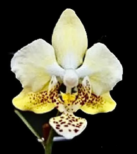 Phalaenopsis stuartiana var