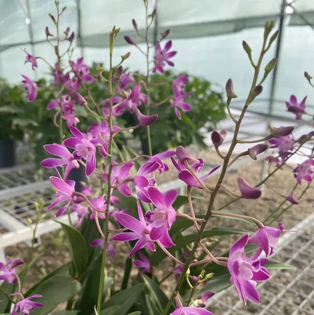 Dendrobium Berry Oda XXL Parfumata