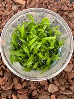 FLASK Jumellea arachnantha