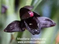 Maxillaria schunkeana — black-colored flowers very easy to grow uncommon orchid NOT in-bud/bloom