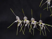 Masdevallia polysticta