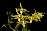Dendrobium officinale