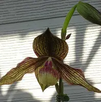 Paphiopedilum Memoria Glenn Gardner (Shun Fa Golden ‘2020 Chan’ × rothschildianum ‘Huei’) 6943