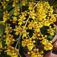 Oncidium sphacelatum sp.