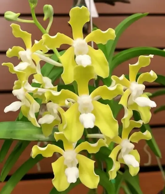 Vanda Tessellata Alba Blooming Size (Vanda)