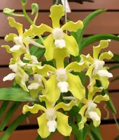 Vanda Tessellata Alba Blooming Size
