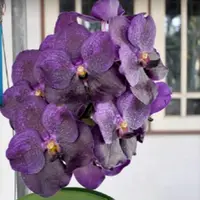 Vanda Orchid Pure's Wax Blue #99 Mature - Ready To Flower