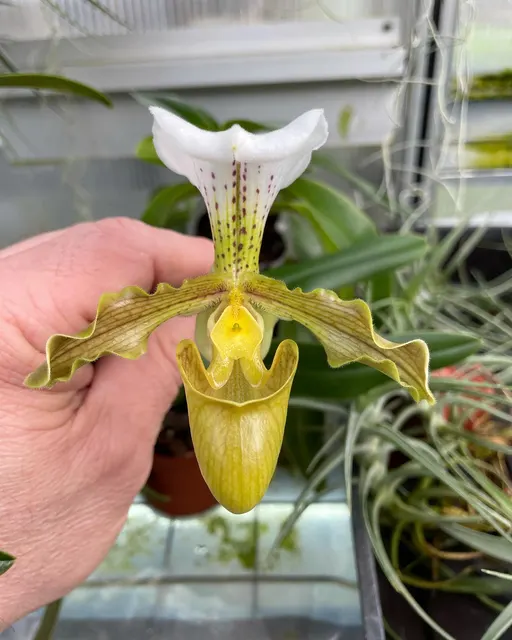 Paphiopedilum Denehurst ‘Surprice’ AM/AOS X Tranlienianum Album (Paphiopedilum)