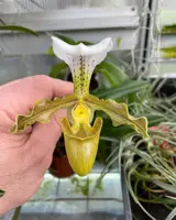 Paphiopedilum Denehurst ‘Surprice’ AM/AOS x tranlienianum album