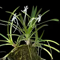 Vanda falcata (Neofinetia falcata) – Small Size
