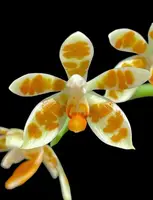 Phalaenopsis maculata fma flava
