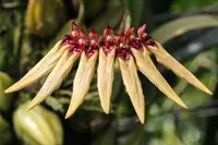 Bulbophyllum picturatum