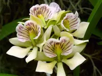 Prosthechea radiata