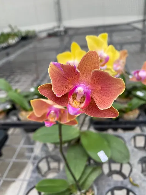 Phalaenopsis Sweet Girl Variation01