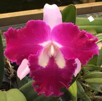 Blc. Sa-Ngob Delight 'Krairit'.