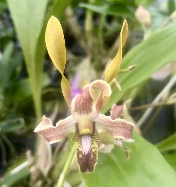 Dendrobium Luwin Park 4N x (mirabellianum x helix)