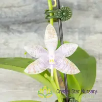 Phalaenopsis Lueddemanniana f. Alba 'Max Snow Lover" x self (A01)