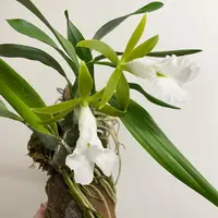 Prosthechea mariae | SapphireChild Orchids