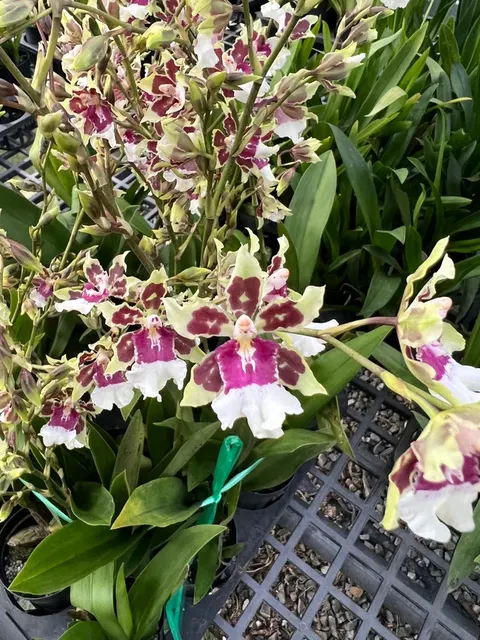 Oncidium Cleo's Pride