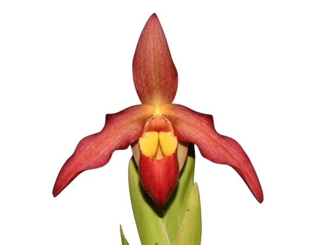 Phragmipedium Vittabess (Phragmipedium)