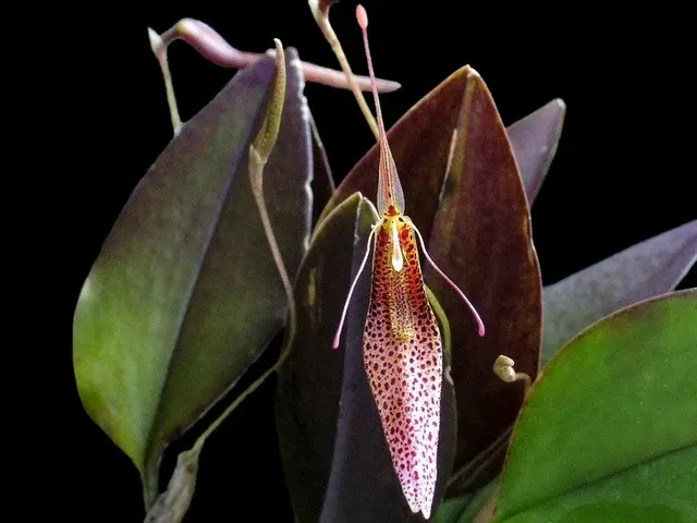 Restrepia tsubotae (Restrepia)