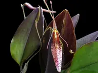 Restrepia tsubotae