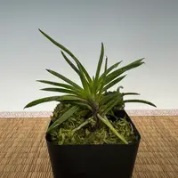 Neofinetia falcata 'Amami Hariba' 奄美針葉