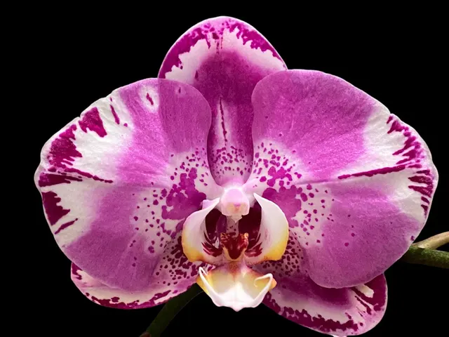 Phalaenopsis Dtps. Yu Pin Lady