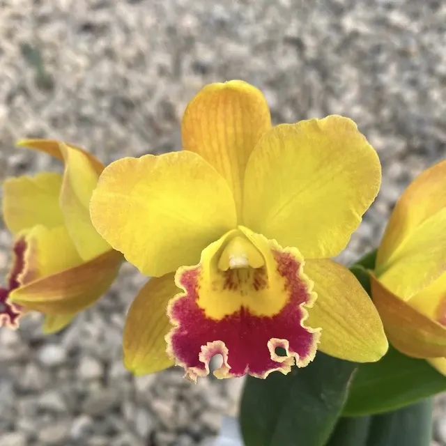 Rhyncholaeliocattleya Husky Boy 'Michael'