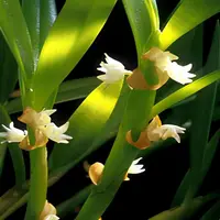 Eria biflora