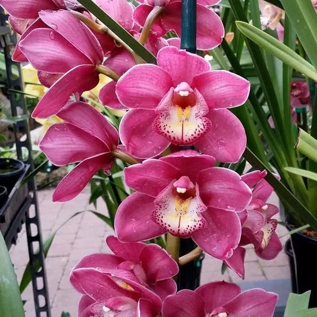 Cymbidium Valley Olympic 'Pink Perfection' (Cymbidium)