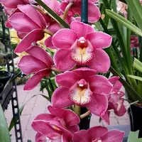 Cymbidium Valley Olympic 'Pink Perfection'