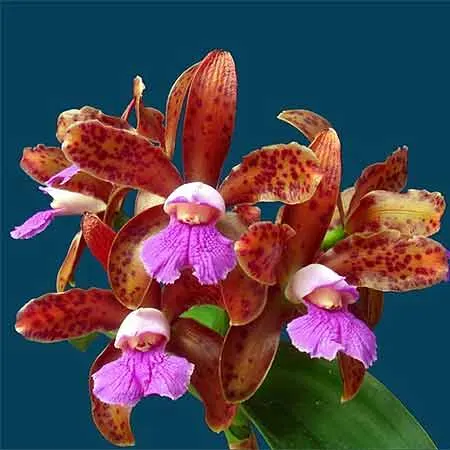 Cattleya Chamberlainiana 4n (Cattleya)