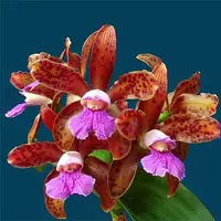 C. Chamberlainiana (1881) 4n
