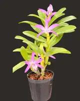Dendrobium Rainbow Dance (Hybrid) (No89)