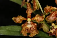 Vanda roeblingiana