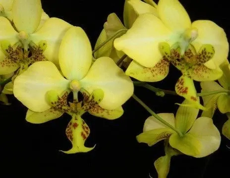 Phalaenopsis stuartiana var nobilis x 'Yellow'
