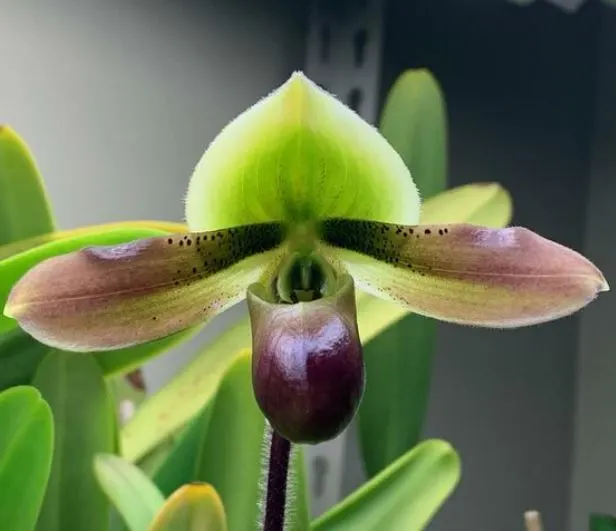 Paphiopedilum mastersianum x sib (Paphiopedilum)