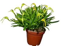 Masdevallia falcago