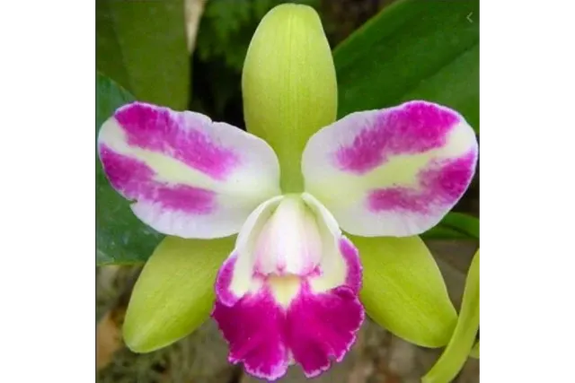 Rhyncholaeliocattleya Village Chief Green 'Tainan'