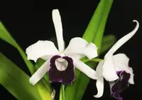 Ctyh. Pink Marie (C. purpurata schusteriana '20-1' x Ech. mariae) (C2298) (Hybrid) Ctyh.=Cattleychea / Ech.=Euchile SS