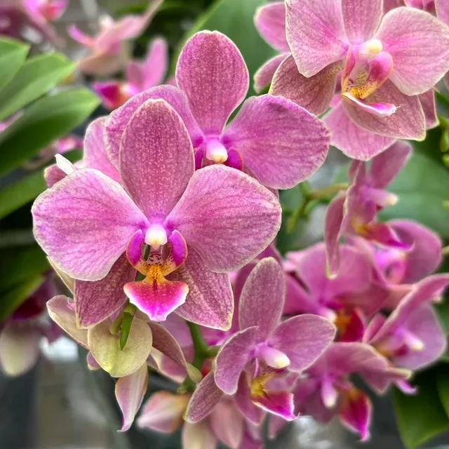 Phalaenopsis Sol Y Fuego