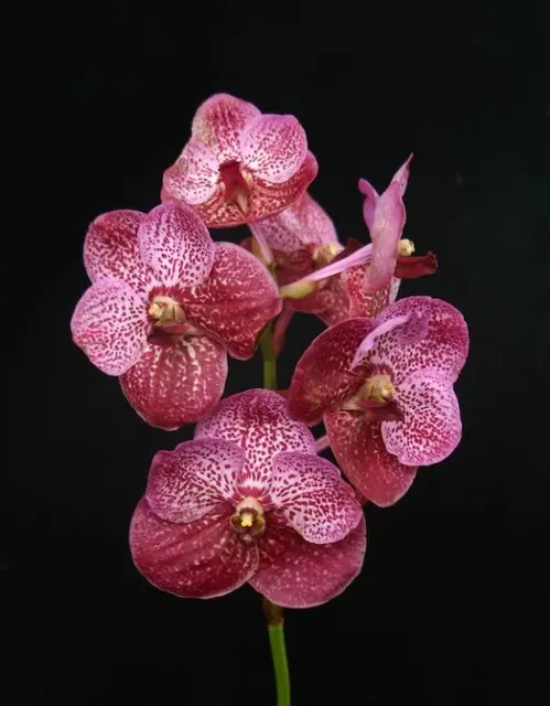 Vanda Taweewan -V. Pakchong Blue
