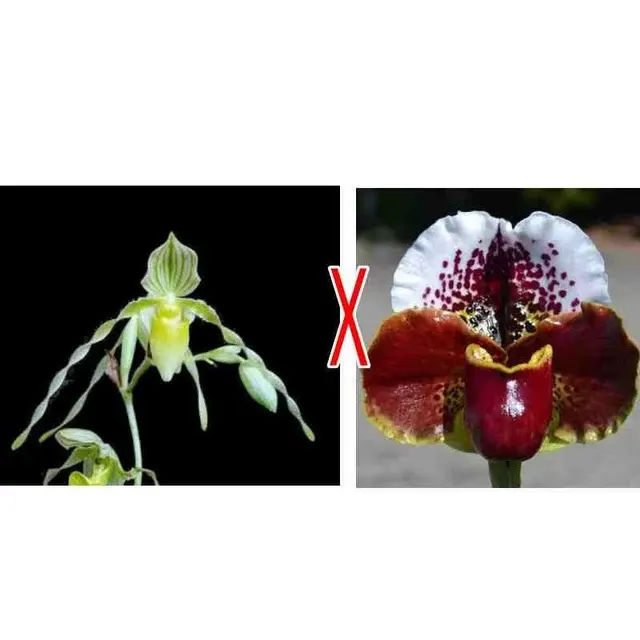 Paphiopedilum philippinense alba 'Charming' (Paphiopedilum)