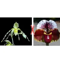 Paph. philippinense alba 'Charming' X Paph. Yi Ying Colorful