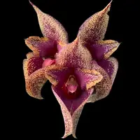 Bulbophyllum macrobulbon — Not Currently In Bloom or Spike