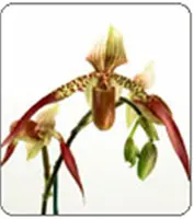 Paph. St. Low (St. Swithin 'Eureka' AM/AOS x lowii 'Malaysian Princess' AM/AOS)