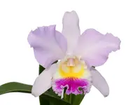 Cattleya LLampasay