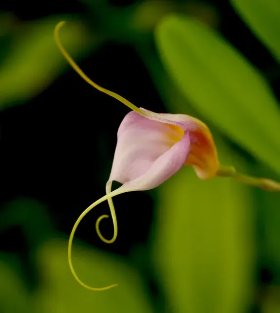 Masdevallia datura x rolfeana (Masdevallia)